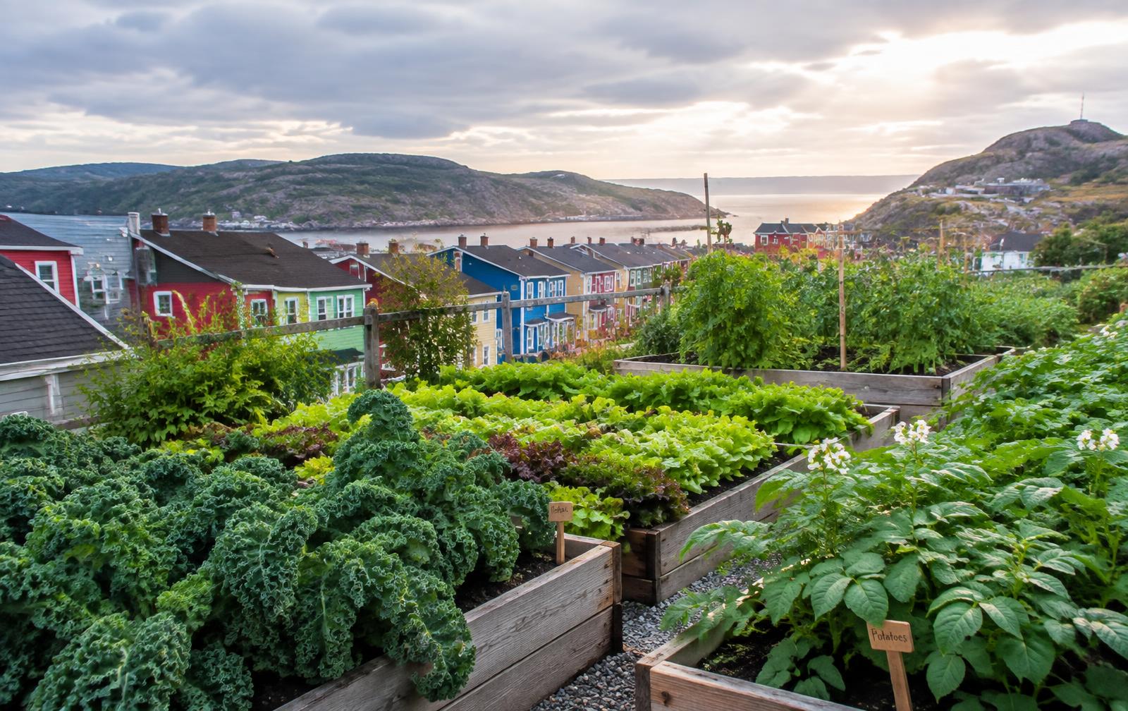 Raised vegetable beds overlooking colourful row houses and a Newfoundland harbour